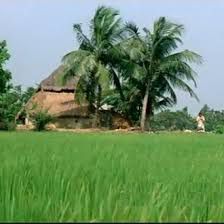আমাদের গ্রাম রচনা । Essay on Our village । প্রতিবেদন রচনা