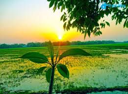 আমাদের গ্রাম রচনা । Essay on Our village । প্রতিবেদন রচনা